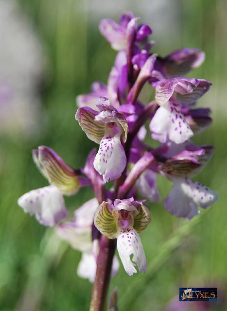 orchis morio picta.JPG